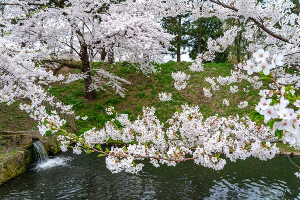 Hirosaki parc flori de cireșe festival matsuri în primăvară sezon frumoasă zi de dimineață. Frumusețe floare plină flori roz sakura la șanțul exterior. Prefectura Aomori, Regiunea Tohoku, Japonia — Fotografie, imagine de stoc