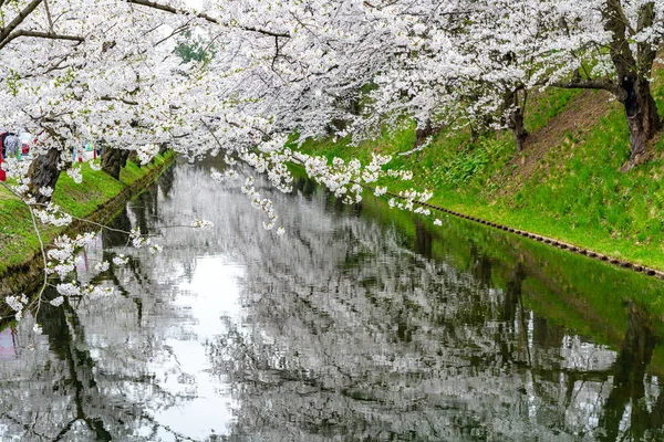 Hirosaki park cherry blossoms matsuri festival in springtime season beautiful morning day. Beauty full bloom pink sakura flowers at outer moat. Aomori Prefecture, Tohoku Region, Japan — Stock Photo, Image