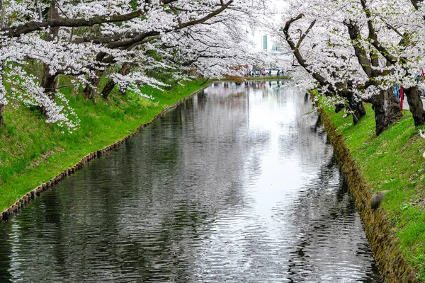 Hirosaki park körsbär blommar matsuri festival på våren säsong vacker morgon dag. Skönhet full blom rosa sakura blommor vid yttre vallgraven. Aomori prefektur, Tohoku-regionen, Japan — Stockfoto