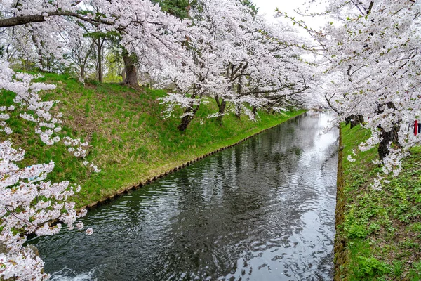 У парку Хіросакі свято вишневого цвіту мацурі весняного сезону - прекрасний ранок. Яскраві рожеві сакури розквітають на зовнішньому росі. Префектура Аоморі, регіон Тохоку, Японія. — стокове фото