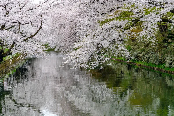 Hirosaki park třešňové květy matsuri festival v jarní sezóně krásné ranní den. Krásné růžové sakura květiny na vnějším příkopu. Prefektura Aomori, region Tohoku, Japonsko — Stock fotografie