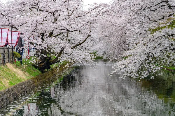 Parco Hirosaki fiori di ciliegio matsuri festival nella stagione primaverile bella giornata del mattino. Bellezza piena fioritura fiori di sakura rosa al fossato esterno. Prefettura di Aomori, Regione di Tohoku, Giappone — Foto Stock