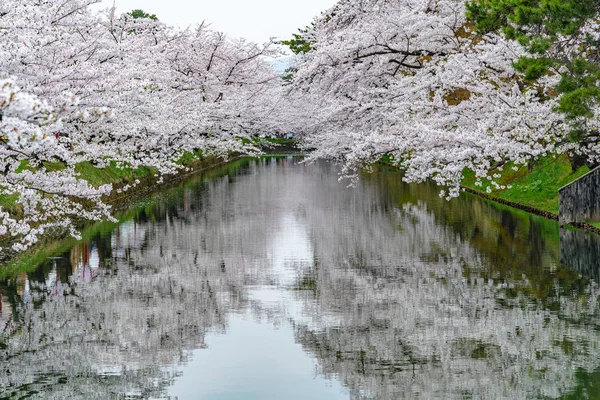 弘前公園桜まつり春の季節の美しい朝の日。外側の堀に満開のピンクの桜の美しさ。青森県東北地方 — ストック写真