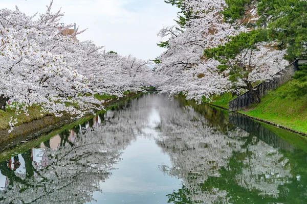 广崎公园樱花盛开,是春季佳节美丽的早晨. 外面的护城河上，美丽的粉红色樱花盛开。 日本东北地区青森县 — 图库照片