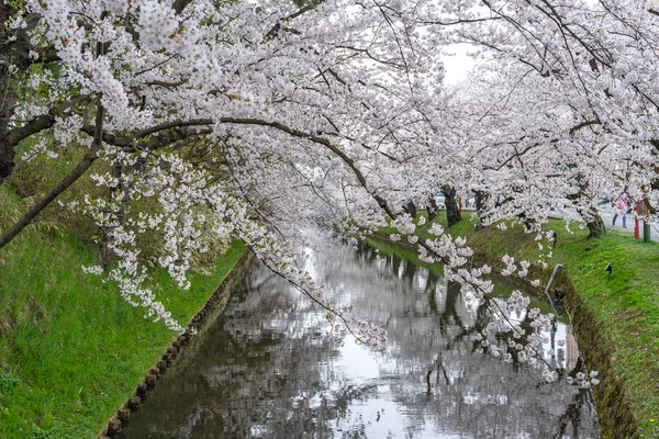 Hirosaki parc cerisier fleurs matsuri festival en saison printanière belle journée du matin. Beauté pleine fleur rose fleurs sakura aux douves extérieures. Préfecture d'Aomori, région de Tohoku, Japon — Photo