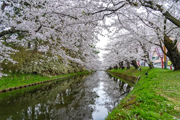 广崎公园樱花盛开,是春季佳节美丽的早晨. 外面的护城河上，美丽的粉红色樱花盛开。 东北地区青森县- 2019年4月24日 — 图库照片