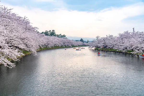 弘前公園桜まつり春の季節の美しい朝の日。西の堀に満開のピンクの桜の美しさ。青森県、東北地方、 2019年4月24日 — ストック写真