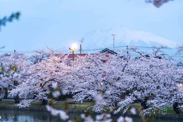 弘前公園桜まつり春の夜に。岩城山を背景に西の堀に満開のピンクの桜の美しさ。青森県東北地方 — ストック写真