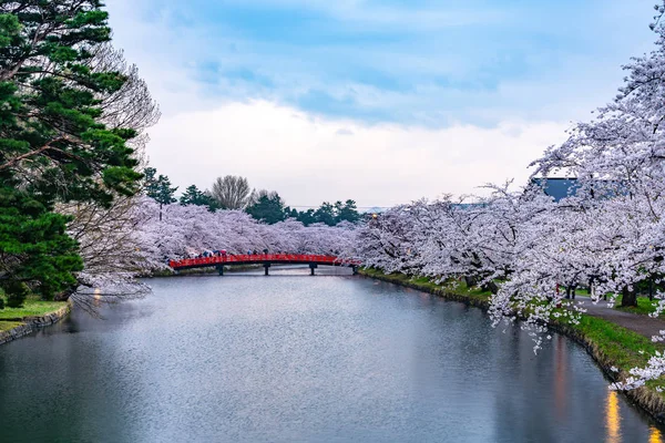 Parco Hirosaki fiori di ciliegio matsuri festival in primavera. Bellezza fiori di sakura rosa pieno fiore intorno al ponte Shunyo-bashi nel fossato ovest. Prefettura di Aomori, Regione di Tohoku, Giappone — Foto Stock