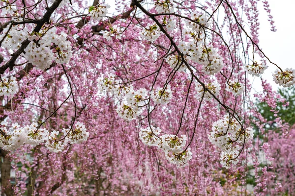 Close up full bloom hermosas flores de cerezo rosa flores (sakura) en primavera día soleado. Belleza natural fondo — Foto de Stock