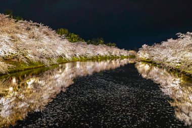 Hirosaki Park kiraz ağaçları matsuri festivali baharda gece ışıldar. Güzellik tam pembe sakura çiçekleri batıdaki hendekte ışık saçıyor. Aomori Bölgesi, Tohoku Bölgesi, Japonya