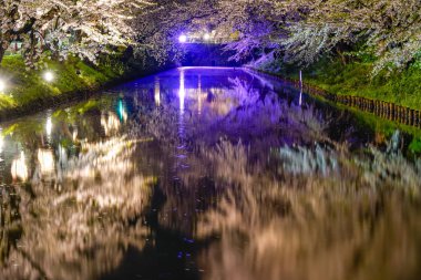 Hirosaki Park kiraz çiçeği matsuri festivali bahar mevsiminde geceleri ışıldar. Dış hendekte çiçek açan güzel pembe sakura çiçekleri ve ışıklar aydınlatıyor. Aomori Bölgesi, Tohoku Bölgesi, Japonya