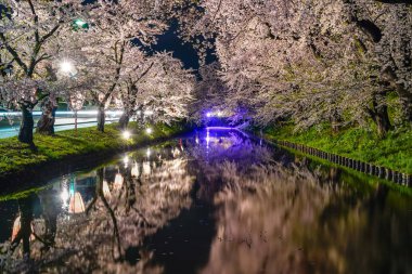 Hirosaki Park kiraz çiçeği matsuri festivali bahar mevsiminde geceleri ışıldar. Dış hendekte çiçek açan güzel pembe sakura çiçekleri ve ışıklar aydınlatıyor. Aomori Bölgesi, Tohoku Bölgesi, Japonya