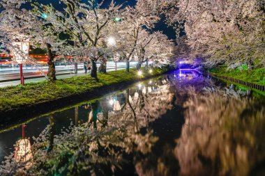 Hirosaki Park kiraz çiçeği matsuri festivali bahar mevsiminde geceleri ışıldar. Dış hendekte çiçek açan güzel pembe sakura çiçekleri ve ışıklar aydınlatıyor. Aomori Bölgesi, Tohoku Bölgesi, Japonya