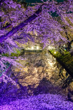 Hirosaki Park kiraz çiçeği matsuri festivali bahar mevsiminde geceleri ışıldar. Dış hendekte çiçek açan güzel pembe sakura çiçekleri ve ışıklar aydınlatıyor. Aomori Bölgesi, Tohoku Bölgesi, Japonya