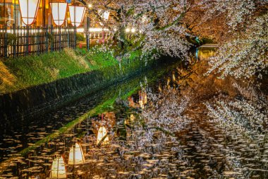 Hirosaki Park kiraz çiçeği matsuri festivali bahar mevsiminde geceleri ışıldar. Dış hendekte çiçek açan güzel pembe sakura çiçekleri ve ışıklar aydınlatıyor. Aomori Bölgesi, Tohoku Bölgesi, Japonya