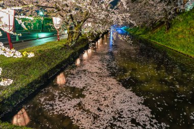 Hirosaki Park kiraz çiçeği matsuri festivali bahar mevsiminde geceleri ışıldar. Dış hendekte çiçek açan güzel pembe sakura çiçekleri ve ışıklar aydınlatıyor. Aomori Bölgesi, Tohoku Bölgesi, Japonya