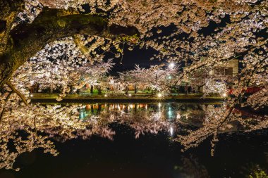 Hirosaki Park kiraz ağaçları matsuri festivali baharda gece ışıldar. Güzellik tam pembe sakura çiçekleri batıdaki hendekte ışık saçıyor. Aomori Bölgesi, Tohoku Bölgesi, Japonya