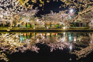 Hirosaki Park kiraz ağaçları matsuri festivali baharda gece ışıldar. Güzellik tam pembe sakura çiçekleri batıdaki hendekte ışık saçıyor. Aomori Bölgesi, Tohoku Bölgesi, Japonya