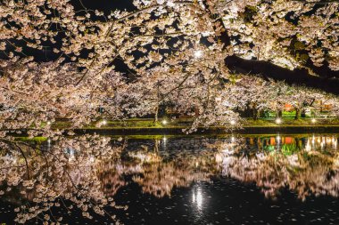 Hirosaki Park kiraz ağaçları matsuri festivali baharda gece ışıldar. Güzellik tam pembe sakura çiçekleri batıdaki hendekte ışık saçıyor. Aomori Bölgesi, Tohoku Bölgesi, Japonya