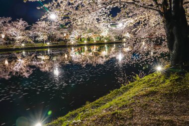 Hirosaki Park kiraz ağaçları matsuri festivali baharda gece ışıldar. Güzel çiçek açan pembe çiçek tüneli batıdaki hendekte ve ışıklar aydınlatıyor. Aomori Bölgesi, Tohoku Bölgesi, Japonya