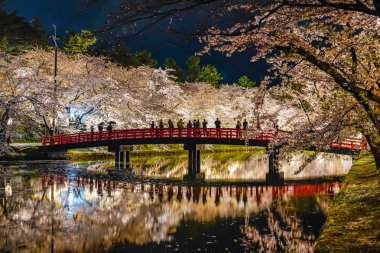 Hirosaki park cherry blossom matsuri festival light up at night. Beauty full bloom pink flowers in west moat Shunyo-bashi Bridge and lights illuminate. Aomori Prefecture, Tohoku Region, Japan clipart