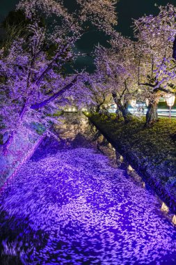 Hirosaki Park kiraz çiçeği matsuri festivali bahar mevsiminde geceleri ışıldar. Dış hendekte çiçek açan güzel pembe sakura çiçekleri ve ışıklar aydınlatıyor. Aomori Bölgesi, Tohoku Bölgesi, Japonya