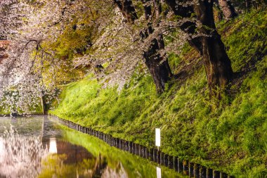 Hirosaki Park kiraz çiçeği matsuri festivali bahar mevsiminde geceleri ışıldar. Dış hendekte çiçek açan güzel pembe sakura çiçekleri ve ışıklar aydınlatıyor. Aomori Bölgesi, Tohoku Bölgesi, Japonya