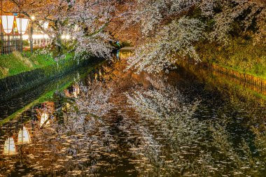 Hirosaki Park kiraz çiçeği matsuri festivali bahar mevsiminde geceleri ışıldar. Dış hendekte çiçek açan güzel pembe sakura çiçekleri ve ışıklar aydınlatıyor. Aomori Bölgesi, Tohoku Bölgesi, Japonya