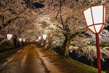 Hirosaki Park kiraz ağaçları festivali geceleri parlıyor. Güzel çiçek açan pembe çiçek tüneli batıdaki hendekte ve ışıklar aydınlatıyor. Aomori Bölgesi, Tohoku Bölgesi, Japonya - 26 Nisan 2019
