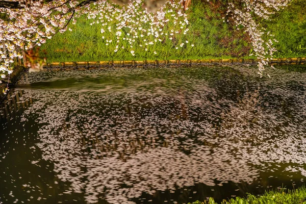 Hirosaki Park Kirschblüten Matsuri Festival Leuchten Der Nacht Frühling Schönheit — Stockfoto