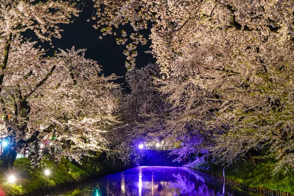 Hirosaki Park kiraz çiçeği matsuri festivali bahar mevsiminde geceleri ışıldar. Dış hendekte çiçek açan güzel pembe sakura çiçekleri ve ışıklar aydınlatıyor. Aomori Bölgesi, Tohoku Bölgesi, Japonya