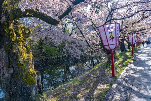 Hirosaki city, Aomori Prefecture, Japan - April 28, 2019: Hirosaki street view. Cherry blossom in spring season sunny day and clear blue sky. Blooming pink sakura trees flowers petals starting to fall — Stock Photo, Image