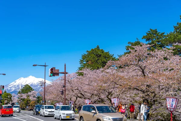 青森県弘前市- 2019年4月24日:春の晴れた日に弘前通りの景色。来場者は桜祭り、美しさ満開のピンクの木の花を楽しむ — ストック写真