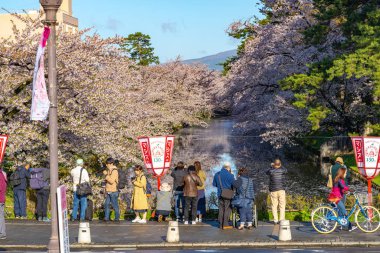Hirosaki şehri, Aomori Bölgesi, Japonya - 28 Nisan 2019: Hirosaki sokak manzarası. Bahar mevsiminde kiraz çiçeği güneşli bir günde ve açık mavi gökyüzünde. Çiçek açan pembe sakura ağaçları çiçek yaprakları düşmeye başlıyor.