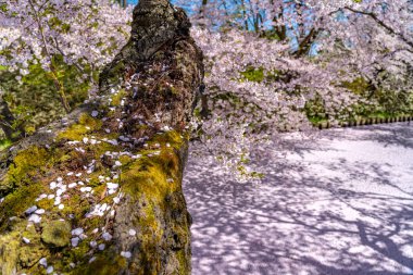 Hirosaki şehrinin kiraz çiçekli matsurisi. Açık mavi gökyüzü ilkbahar güneşli bir gün. Tam çiçeklenme ağaçları pembe çiçekler düşmeye başlıyor. Hendeğin dışında Hanaikada taç yaprakları salı. Aomori Bölgesi, Tohoku Bölgesi, Japonya