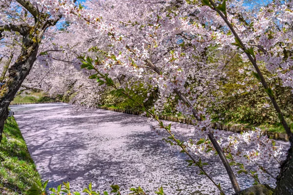 Hirosaki city cherry blossom matsuri. Clear blue sky springtime sunny day. Full bloom trees pink flowers starting to fall, Hanaikada petals raft at outer moat. Aomori Prefecture, Tohoku Region, Japan