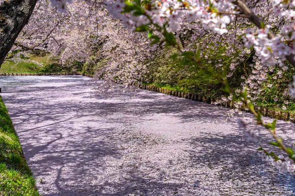 Hirosaki city cherry blossom matsuri. Clear blue sky springtime sunny day. Full bloom trees pink flowers starting to fall, Hanaikada petals raft at outer moat. Aomori Prefecture, Tohoku Region, Japan — Stock Photo, Image