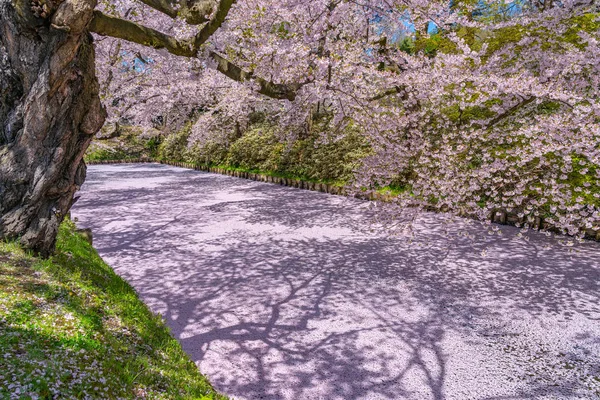 Hirosaki city cherry blossom matsuri. Clear blue sky springtime sunny day. Full bloom trees pink flowers starting to fall, Hanaikada petals raft at outer moat. Aomori Prefecture, Tohoku Region, Japan — 스톡 사진