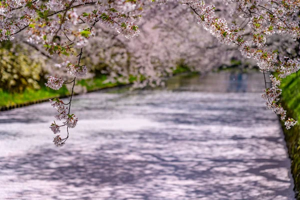 Hirosaki city cherry blossom matsuri. Jasná modrá obloha jarní slunečný den. Plně kvetoucí stromy růžové květy začínají padat, okvětní lístky Hanaikada vor na vnějším příkopu. Prefektura Aomori, region Tohoku, Japonsko — Stock fotografie