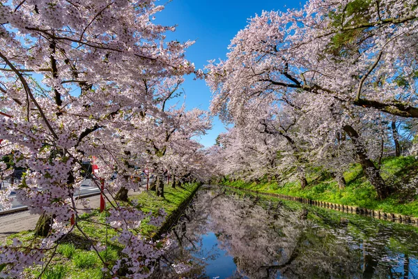 Hirosaki city cherry blossom matsuri. Chiaro cielo blu primavera giornata di sole. Pieni alberi fioriti fiori rosa che iniziano a cadere, Hanaikada petali zattera al fossato esterno. Prefettura di Aomori, Regione di Tohoku, Giappone — Foto Stock