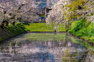 Hirosaki şehrinin kiraz çiçekli matsurisi. Açık mavi gökyüzü ilkbahar güneşli bir gün. Tam çiçeklenme ağaçları pembe çiçekler düşmeye başlıyor. Hendeğin dışında Hanaikada taç yaprakları salı. Aomori Bölgesi, Tohoku Bölgesi, Japonya