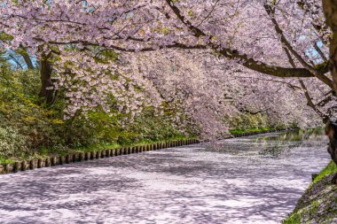Hirosaki şehrinin kiraz çiçekli matsurisi. Açık mavi gökyüzü ilkbahar güneşli bir gün. Tam çiçeklenme ağaçları pembe çiçekler düşmeye başlıyor. Hendeğin dışında Hanaikada taç yaprakları salı. Aomori Bölgesi, Tohoku Bölgesi, Japonya