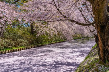 Hirosaki şehrinin kiraz çiçekli matsurisi. Açık mavi gökyüzü ilkbahar güneşli bir gün. Tam çiçeklenme ağaçları pembe çiçekler düşmeye başlıyor. Hendeğin dışında Hanaikada taç yaprakları salı. Aomori Bölgesi, Tohoku Bölgesi, Japonya