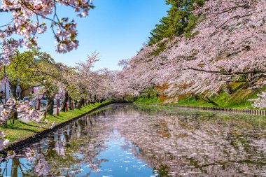 Hirosaki şehrinin kiraz çiçekli matsurisi. Açık mavi gökyüzü ilkbahar güneşli bir gün. Tam çiçeklenme ağaçları pembe çiçekler düşmeye başlıyor. Hendeğin dışında Hanaikada taç yaprakları salı. Aomori Bölgesi, Tohoku Bölgesi, Japonya