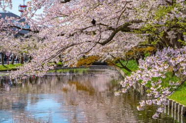 Hirosaki şehrinin kiraz çiçekli matsurisi. Açık mavi gökyüzü ilkbahar güneşli bir gün. Tam çiçeklenme ağaçları pembe çiçekler düşmeye başlıyor. Hendeğin dışında Hanaikada taç yaprakları salı. Aomori Bölgesi, Tohoku Bölgesi, Japonya