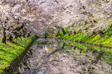 Hirosaki şehrinin kiraz çiçekli matsurisi. Açık mavi gökyüzü ilkbahar güneşli bir gün. Tam çiçeklenme ağaçları pembe çiçekler düşmeye başlıyor. Hendeğin dışında Hanaikada taç yaprakları salı. Aomori Bölgesi, Tohoku Bölgesi, Japonya