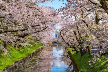 Hirosaki şehrinin kiraz çiçekli matsurisi. Açık mavi gökyüzü ilkbahar güneşli bir gün. Tam çiçeklenme ağaçları pembe çiçekler düşmeye başlıyor. Hendeğin dışında Hanaikada taç yaprakları salı. Aomori Bölgesi, Tohoku Bölgesi, Japonya