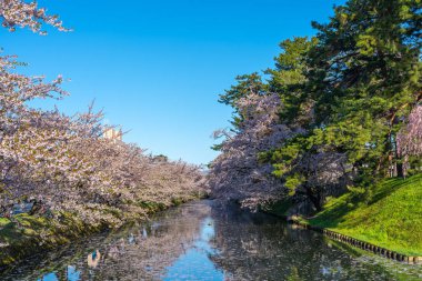 Hirosaki şehrinin kiraz çiçekli matsurisi. Açık mavi gökyüzü ilkbahar güneşli bir gün. Tam çiçeklenme ağaçları pembe çiçekler düşmeye başlıyor. Hendeğin dışında Hanaikada taç yaprakları salı. Aomori Bölgesi, Tohoku Bölgesi, Japonya