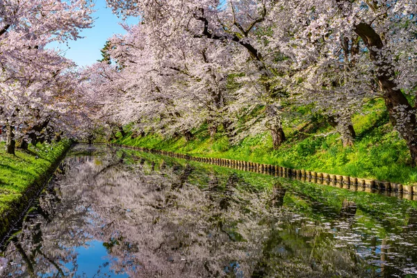 弘前市桜まつり。晴れた青い空の春の晴れた日。満開のピンク色の花が咲き始め、外濠には花柳田花びらが描かれている。青森県東北地方 — ストック写真
